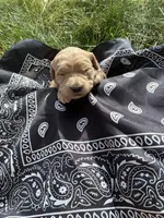 Calamity Jane, a female Goldendoodle for sale in Burley, ID – Photo 3 of 6