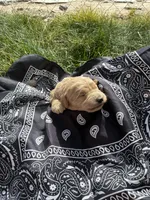 Calamity Jane, a female Goldendoodle for sale in Burley, ID – Photo 5 of 6