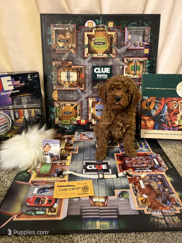 Mrs White – Miniature Goldendoodle puppy for sale in Burley, ID