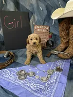 Annie Oakley, a female Goldendoodle for sale in Burley, ID – 3 of 3