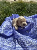 Jesse James, a male Goldendoodle for sale in Burley, ID – Photo 5 of 5