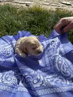 Jesse James, a male Goldendoodle for sale in Burley, ID – Photo 4 of 5