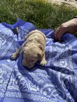 Jesse James, a male Goldendoodle for sale in Burley, ID – Photo 3 of 5