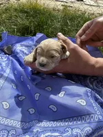Jesse James, a male Goldendoodle for sale in Burley, ID – Photo 2 of 5