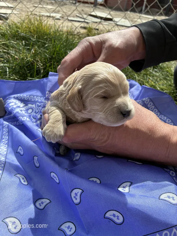 Jesse James – Goldendoodle puppy for sale in Burley, ID