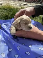 Jesse James, a male Goldendoodle for sale in Burley, ID – Photo 1 of 5