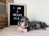 Espresso Bandit, a female Miniature Dachshund for sale in Houston, TX – 1 of 1