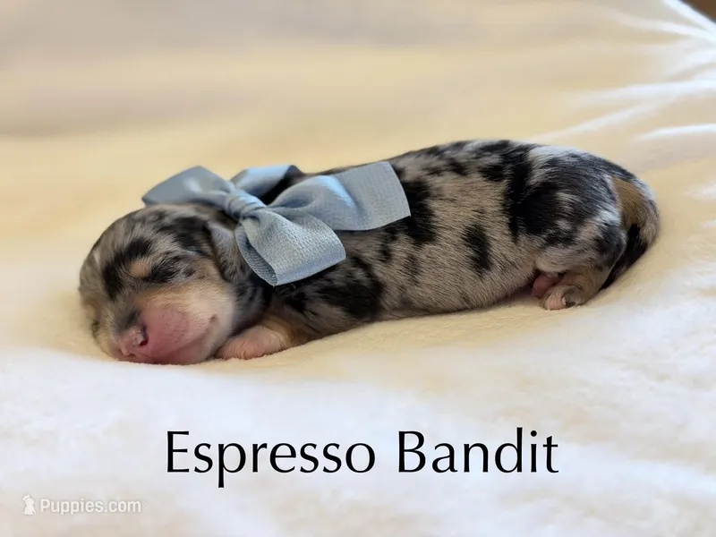Espresso Bandit – Miniature Dachshund puppy for sale in Houston, TX