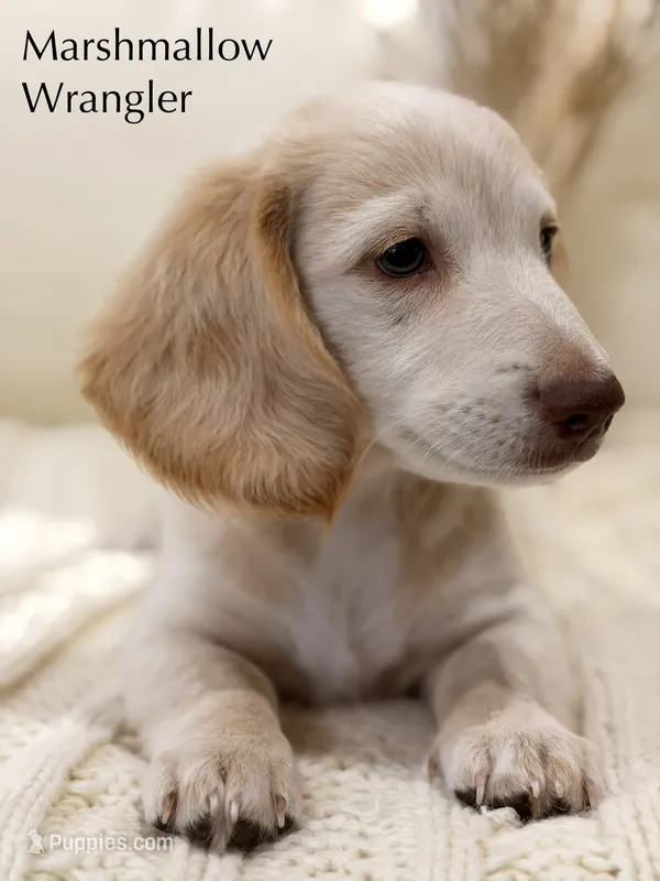 Marshmallow Wrangler – Dachshund puppy for sale in Houston, TX