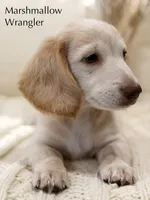 Marshmallow Wrangler, a male Dachshund for sale in Houston, TX – 1 of 2