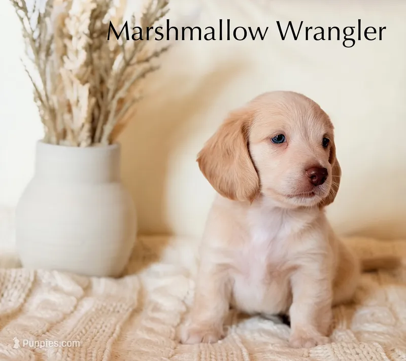 Marshmallow Wrangler – Miniature Dachshund puppy for sale in Houston, TX