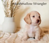 Marshmallow Wrangler, a male Miniature Dachshund for sale in Houston, TX – 1 of 1