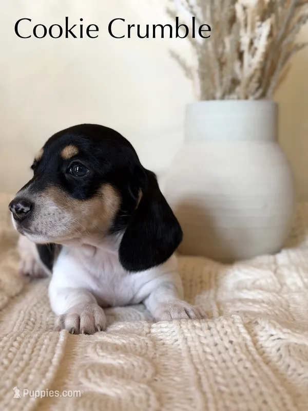 Cookie Crumble  – Miniature Dachshund puppy for sale in Houston, TX