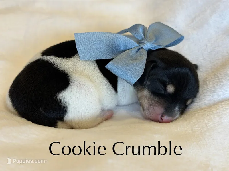 Cookie Crumble  – Dachshund puppy on hold in Houston, TX