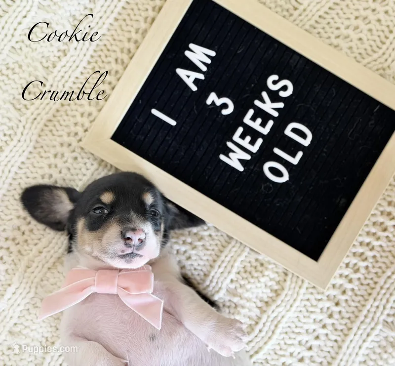 Cookie Crumble  – Miniature Dachshund puppy for sale in Houston, TX