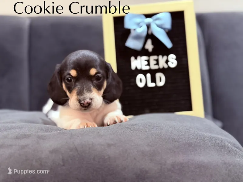 Cookie Crumble  – Miniature Dachshund puppy for sale in Houston, TX