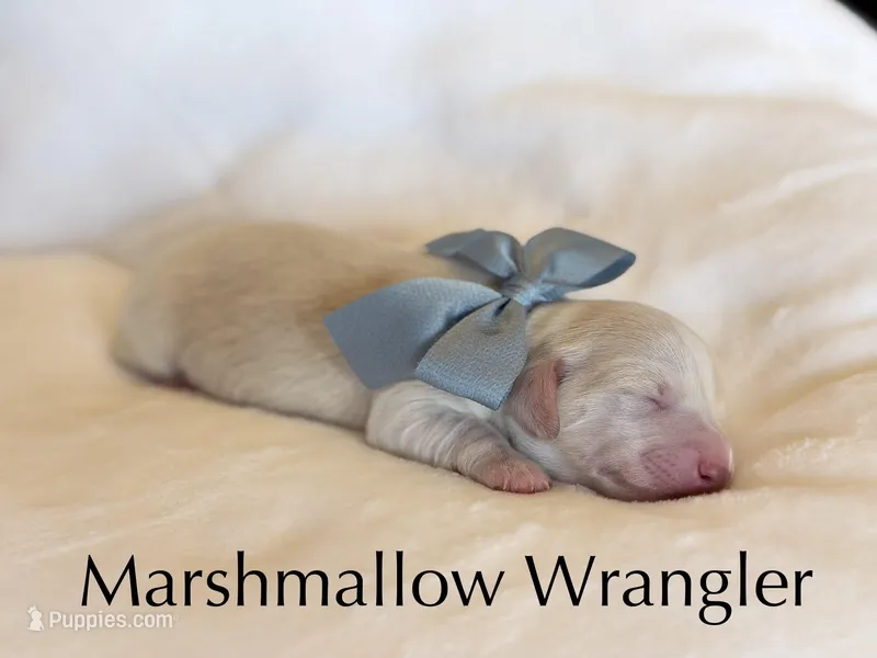 Marshmallow Wrangler – Dachshund puppy for sale in Houston, TX