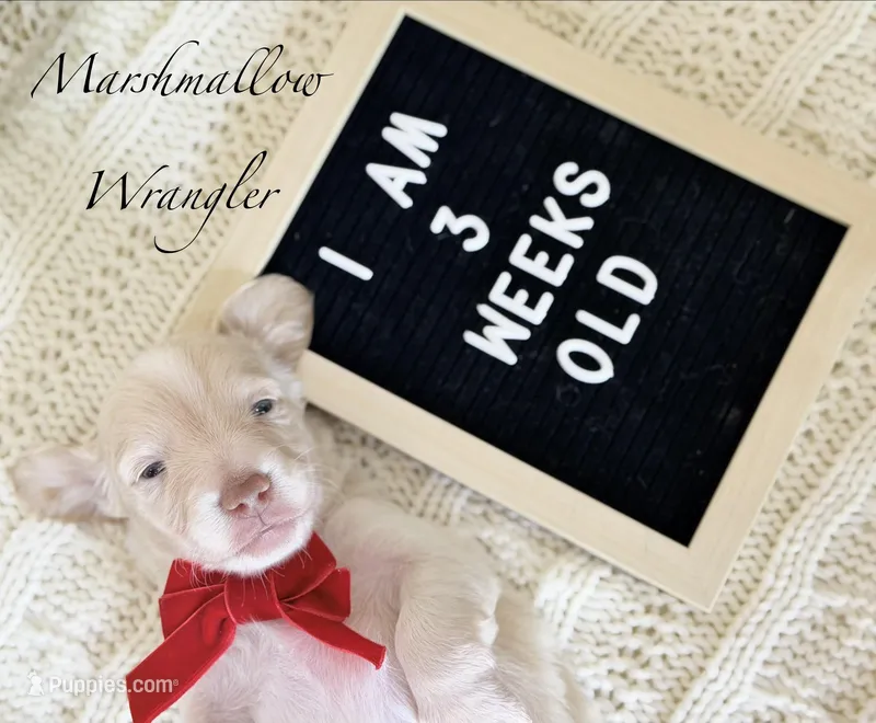 Marshmallow Wrangler – Miniature Dachshund puppy for sale in Houston, TX