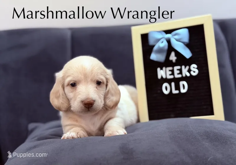 Marshmallow Wrangler – Miniature Dachshund puppy for sale in Houston, TX