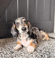 Espresso, a female Dachshund for sale in Houston, TX – 2 of 2