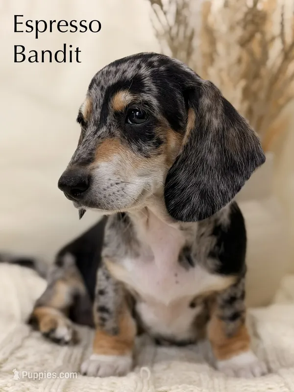 Espresso – Dachshund puppy for sale in Houston, TX