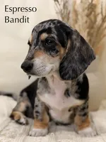 Espresso, a female Dachshund for sale in Houston, TX – 1 of 2
