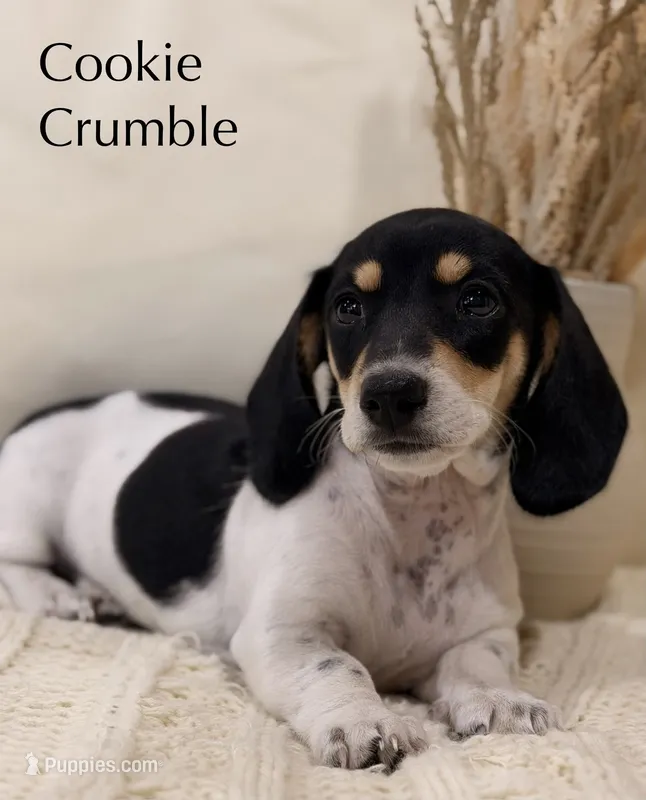 Cookie Crumble  – Dachshund puppy for sale in Houston, TX