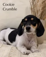 Cookie Crumble , a female Dachshund for sale in Houston, TX – 1 of 2