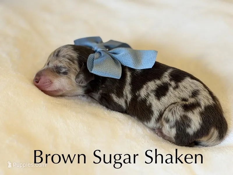 Brown sugar shaken – Dachshund puppy for sale in Houston, TX