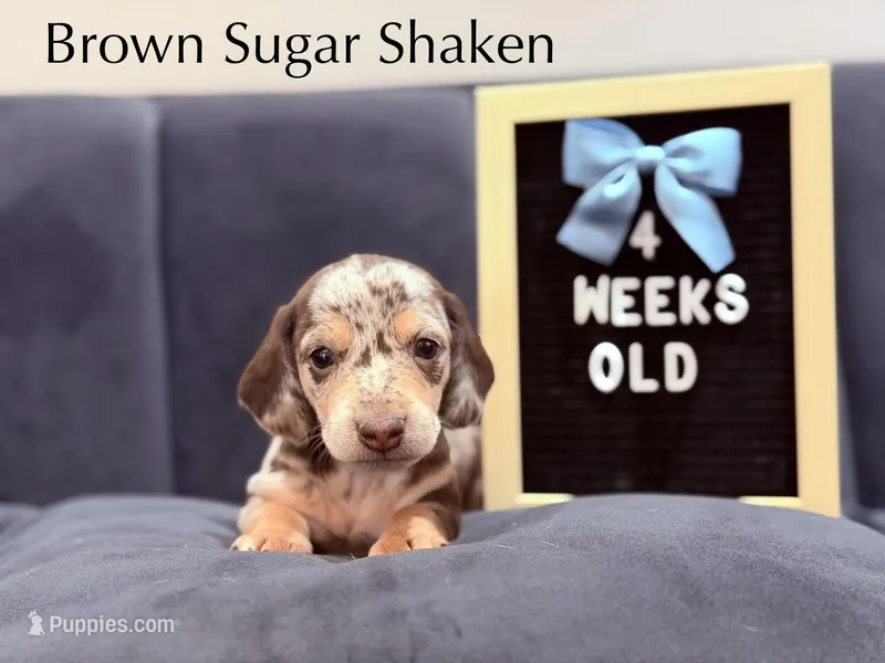 Brown sugar shaken – Miniature Dachshund puppy for sale in Houston, TX
