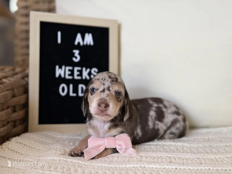 Brown sugar shaken – Miniature Dachshund puppy for sale in Houston, TX
