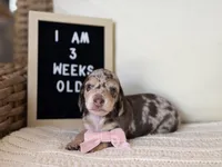 Brown sugar shaken, a female Miniature Dachshund for sale in Houston, TX – 2 of 2