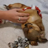 AKC Blue Fawn Sable LC, a male Chihuahua for sale in Easton, PA – Photo 2 of 3