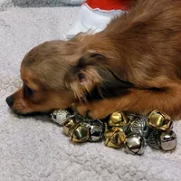 AKC Blue Fawn Sable LC, a male Chihuahua for sale in Easton, PA – Photo 1 of 3