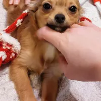 AKC Blue Fawn Sable LC, a male Chihuahua for sale in Easton, PA – Photo 3 of 3