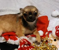 Faith, a female Chihuahua for sale in Easton, PA – Photo 2 of 2