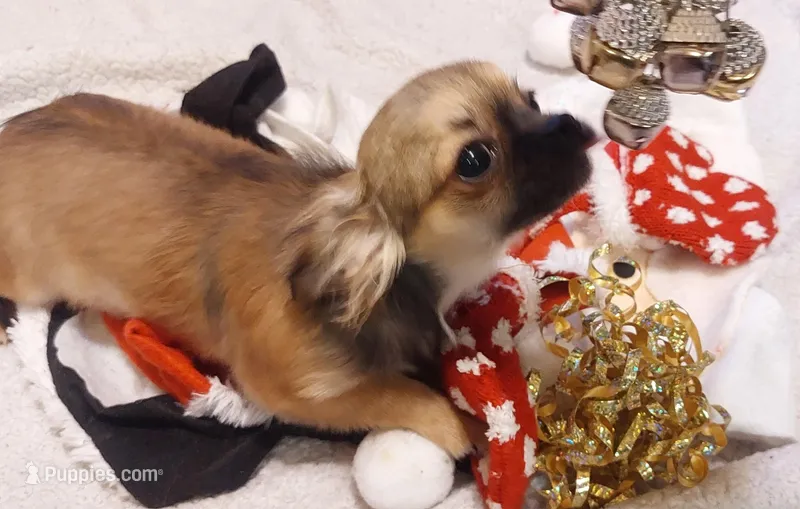 Faith, a female Chihuahua for sale in Easton, PA – Photo 1 of 2