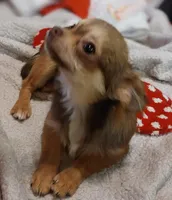 Choc Tri LC, a female Chihuahua for sale in Easton, PA – Photo 2 of 2