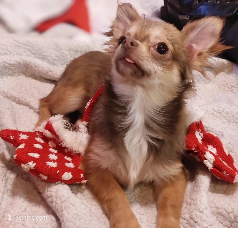 Choc Tri LC, a female Chihuahua for sale in Easton, PA – Photo 1 of 2