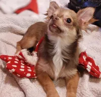 Choc Tri LC, a female Chihuahua for sale in Easton, PA – Photo 1 of 2