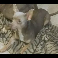 Sharky, a male Chihuahua for sale in Easton, PA – 1 of 1