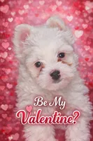 Astro, a male Yorkshire Terrier for sale in Atlanta, GA – Photo 1 of 7