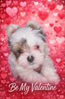 Comet, a male Yorkshire Terrier for sale in Atlanta, GA – Photo 1 of 9