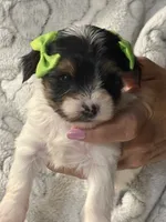 Piper, a female Yorkshire Terrier for sale in Ozark, AR – 2 of 3