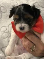 Chunk, a male Yorkshire Terrier for sale in Ozark, AR – 4 of 4
