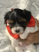 Chunk, a male Yorkshire Terrier for sale in Ozark, AR – 2 of 4