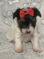 Piper, a female Yorkshire Terrier for sale in Ozark, AR – 3 of 3