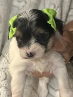 Piper, a female Yorkshire Terrier for sale in Ozark, AR – 1 of 3