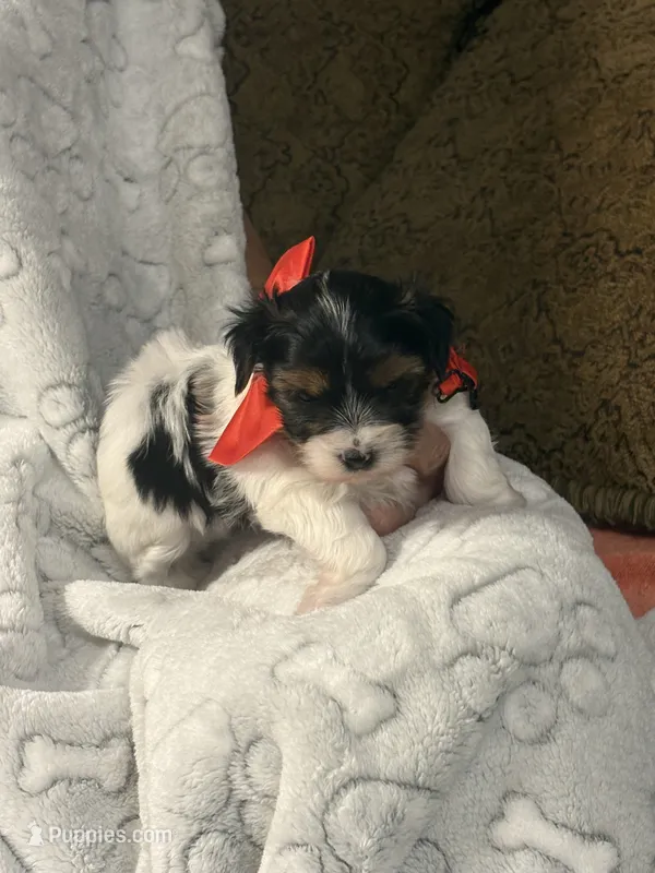Chunk – Yorkshire Terrier puppy for sale in Ozark, AR