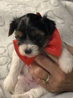 Chunk, a male Yorkshire Terrier for sale in Ozark, AR – 3 of 4
